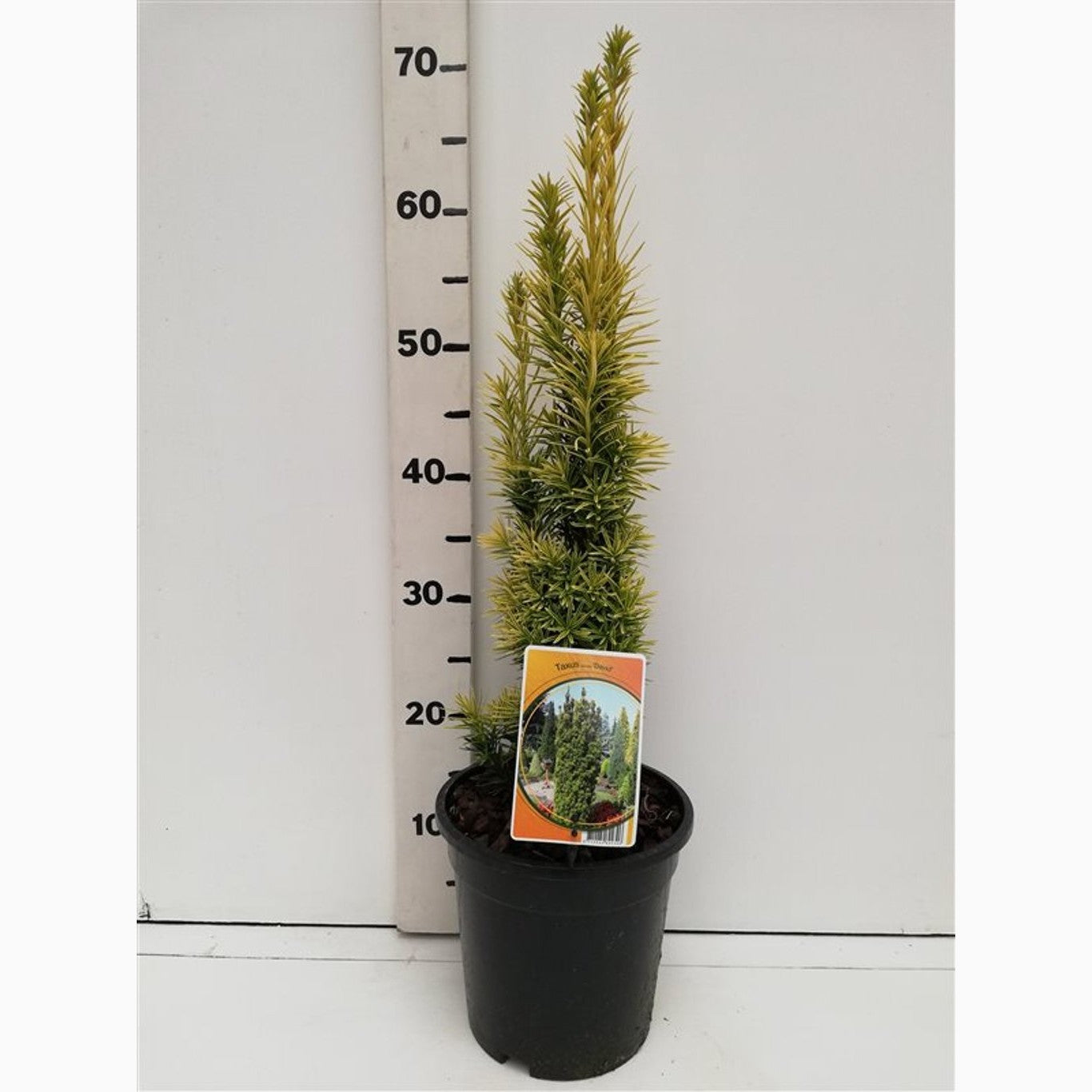 Idegran – Taxus baccata 'Fastigiata Aurea' - C3 40-50 CM